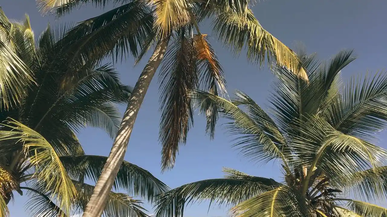 现在寻找类似国产快播的视频播放器有哪些实际注意事项